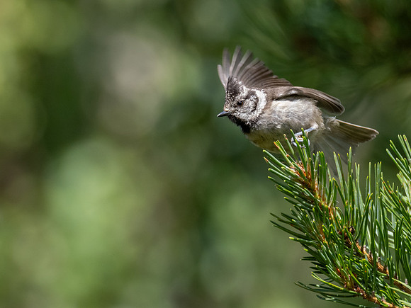 Crested Tit (Lophophanes cristatus)