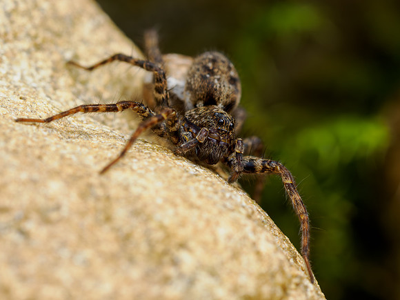 Spider