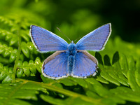 Common Blue Butterfly (Polyommatus icarus)