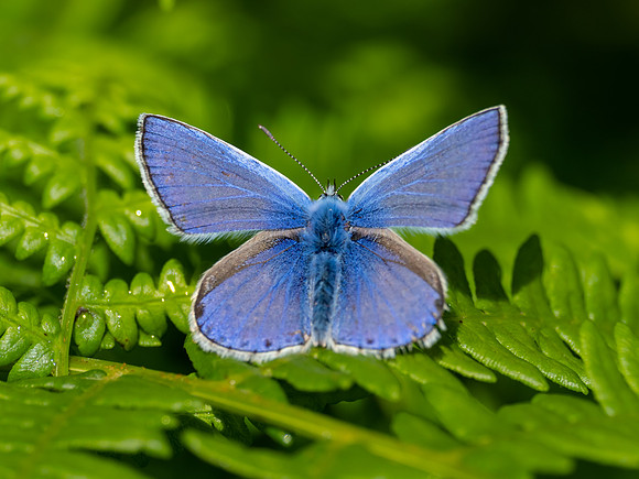 Common Blue Butterfly (Polyommatus icarus)
