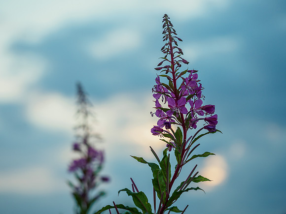 Purple Weed