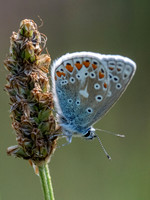 Common Blue Butterfly (Polyommatus icarus)