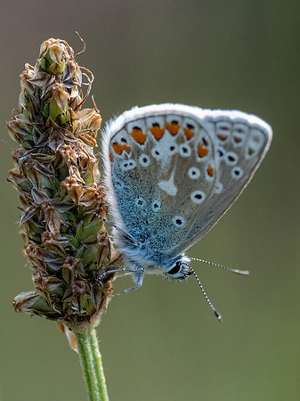 Common Blue Butterfly (Polyommatus icarus)