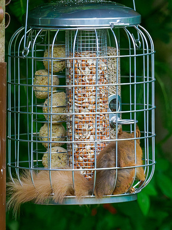 Red Squirrel