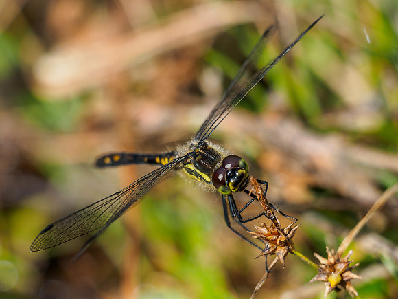 Black Darter