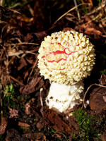 Autumnal Grotaig