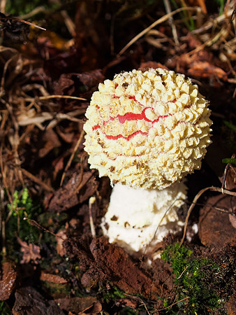 Autumnal Grotaig