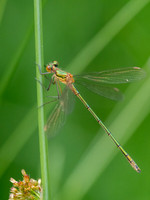 20230701-Damselflies-OM010471-Edit