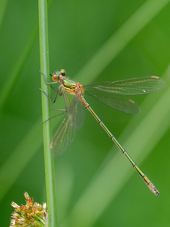 20230701-Damselflies-OM010471-Edit