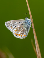 Common Blue Butterfly (Polyommatus icarus)