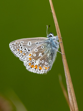 Common Blue Butterfly (Polyommatus icarus)