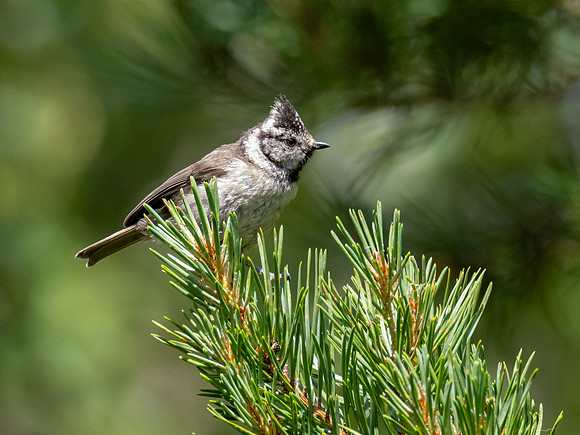 Crested Tit (Lophophanes cristatus)