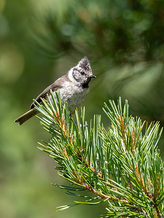 Crested Tit (Lophophanes cristatus)