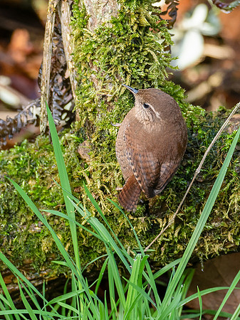 Wren (Troglodytes troglodytes)
