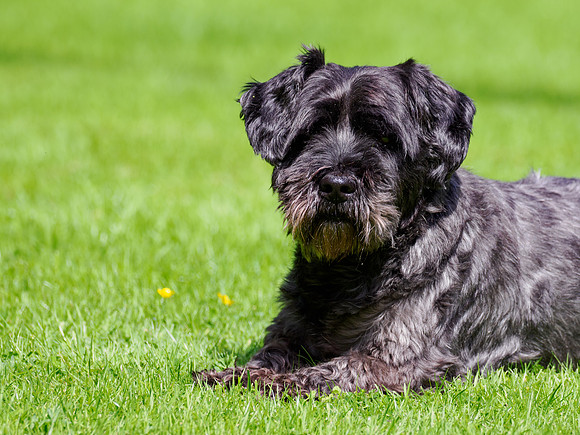 Archie