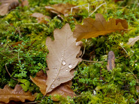 Autumnal Grotaig
