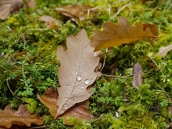 Autumnal Grotaig