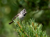 Crested Tit (Lophophanes cristatus)