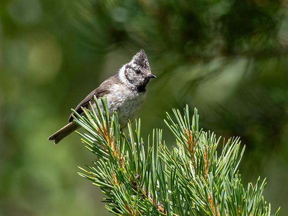 Crested Tit (Lophophanes cristatus)