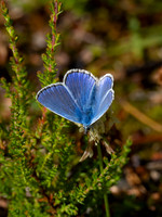 Common Blue Butterfly (Polyommatus icarus)