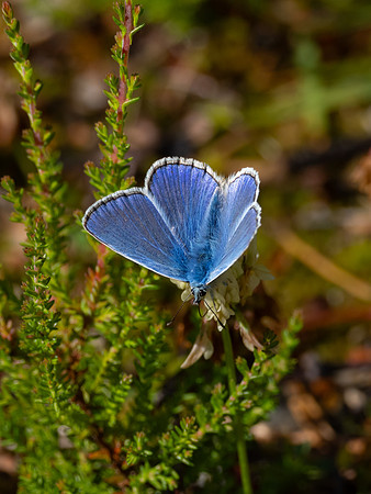 Common Blue Butterfly (Polyommatus icarus)