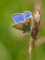 Common Blue Butterfly (Polyommatus icarus)