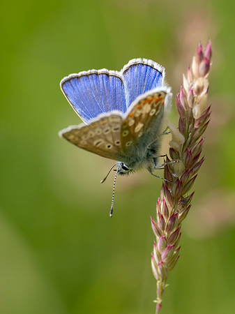 Common Blue Butterfly (Polyommatus icarus)