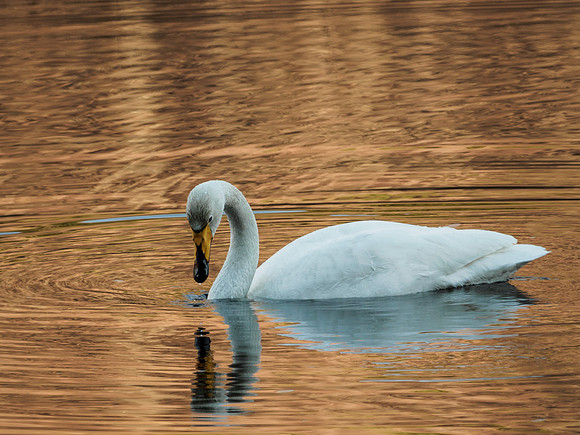 2017-01 Whooper Swan