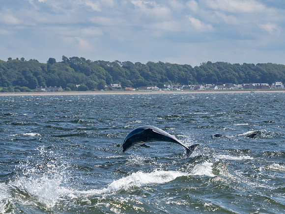 20230722-Chanonry Point-OM014309