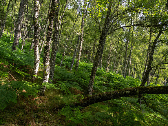 20230723-Balmacaan-OM015395