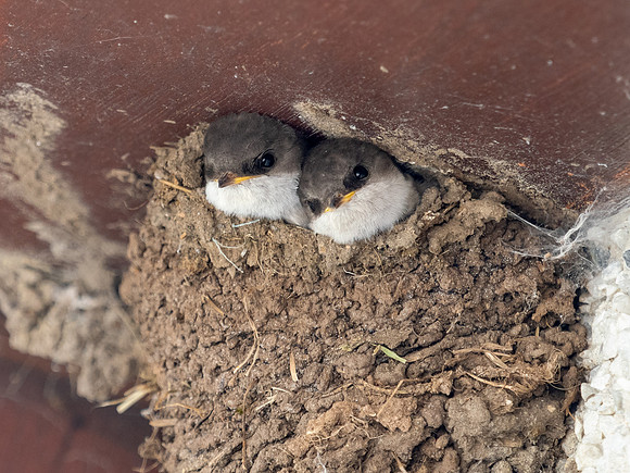 House Martin Fledgelings