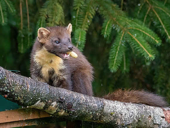 Pine Marten