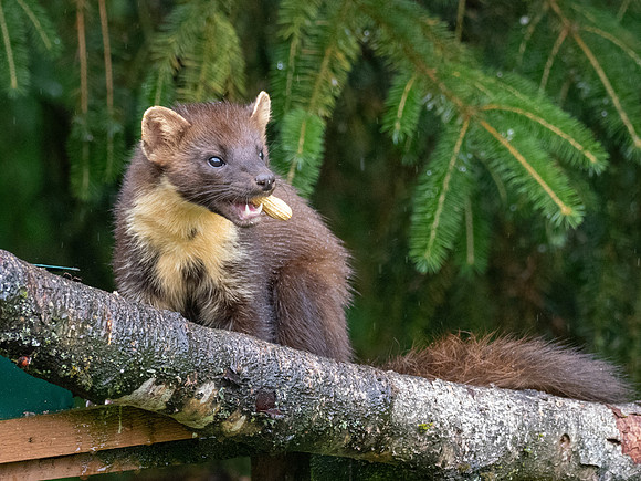 Pine Marten