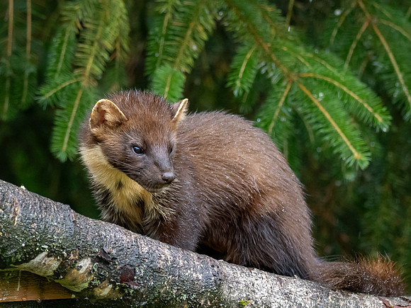 Pine Marten