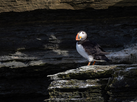 20230710-Birsay Bird-OM014822