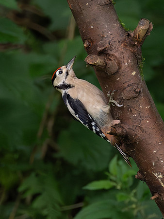 Great spotted Woodpecker