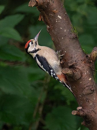 20230716-Garden Bird-OM011692-Enhanced-NR