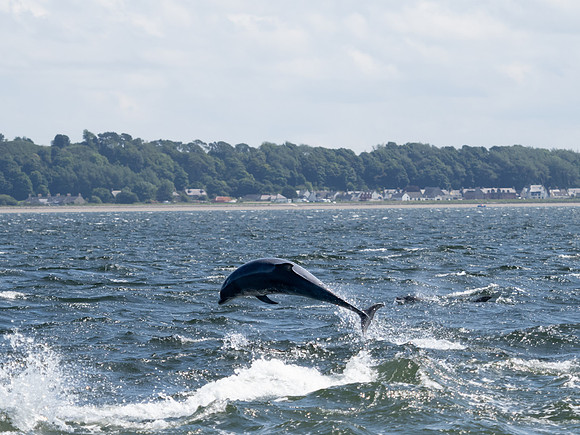 20230722-Chanonry Point-OM014307