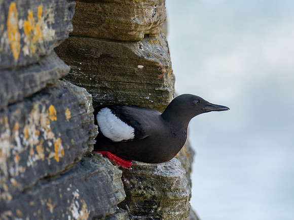 20230708-Deerness Walk-OM013519