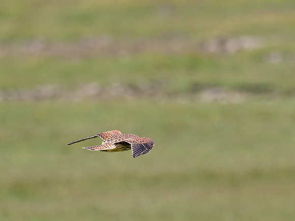 20230708-Deerness Walk-OM013541
