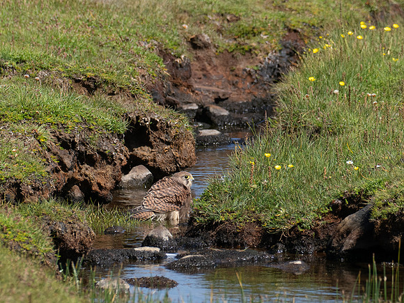 20230708-Deerness Walk-OM013741
