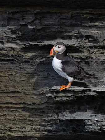 20230710-Birsay Bird-OM014610