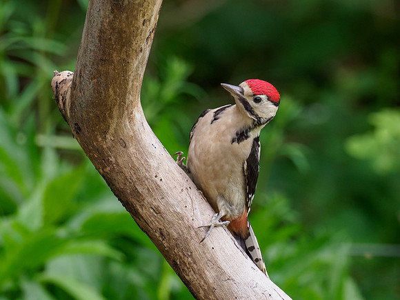 Juvenile Great Spotted Woodpecker