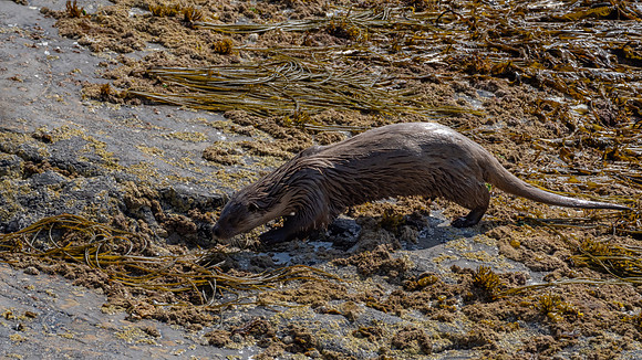 Orkney Otter
