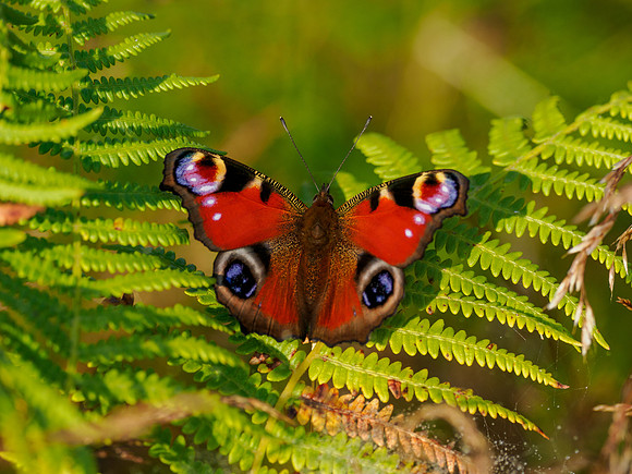 Peacock Butterfly