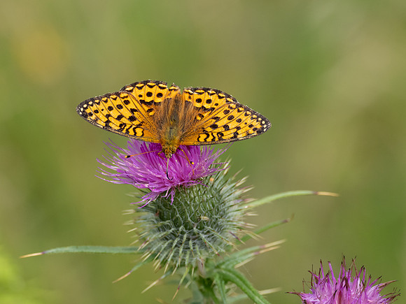 20230717-Glen Cannich Walk-OM011875
