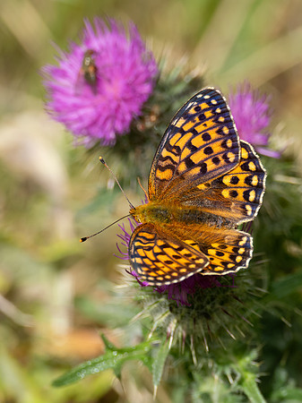 20230717-Glen Cannich Walk-OM011988