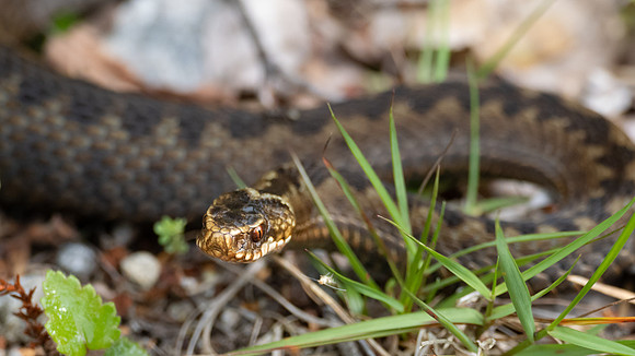 Adder (Vipera Berus)