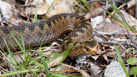 Adder (Vipera Berus)
