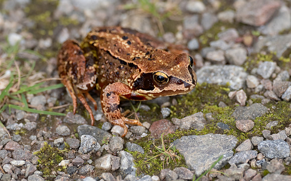 Common Frog